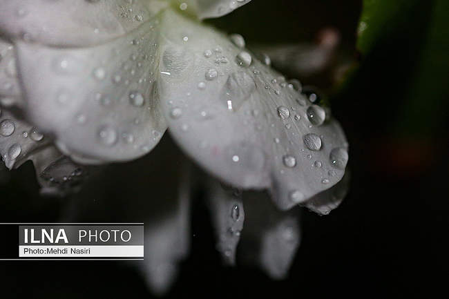 قطرات باران بر  شاخ و برگ درختان