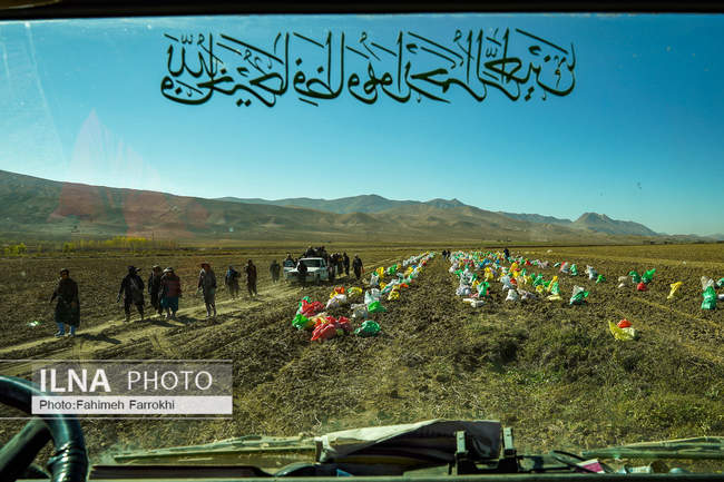 اشتغالزایی در مزارع کشاورزی سیب زمینی فیروزکوه