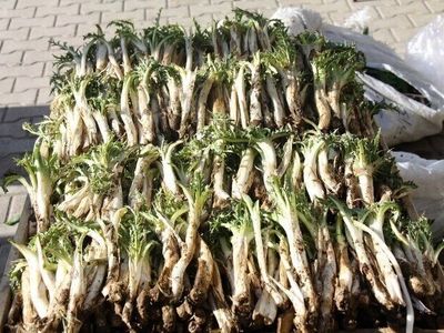 ۲ هزار کیلوگرم گیاه مرتعی در کهگیلویه و بویراحمد کشف و امحا شد