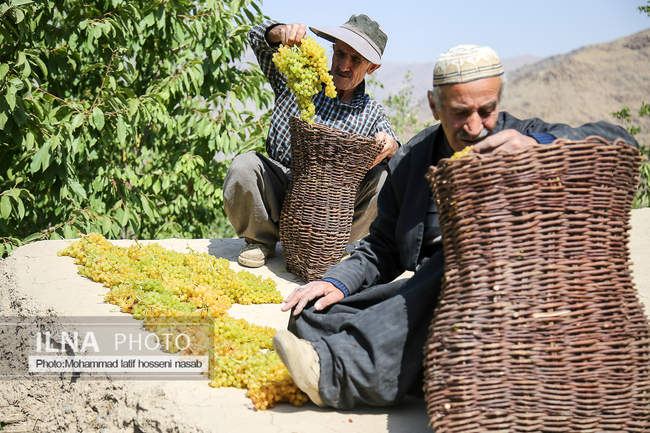 مراسم سنتی کشمش “بولاو” در روستای “دولاب سنندج 