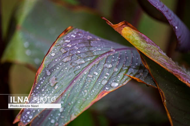 بارش اولین باران پاییزی در قزوین