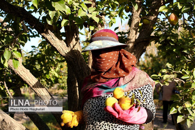 برداشت گلابی از باغات چناران