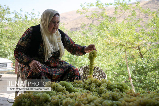 مراسم سنتی کشمش “بولاو” در روستای “دولاب سنندج 