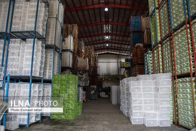 کار و امید، قصه زنان باغ کیوی