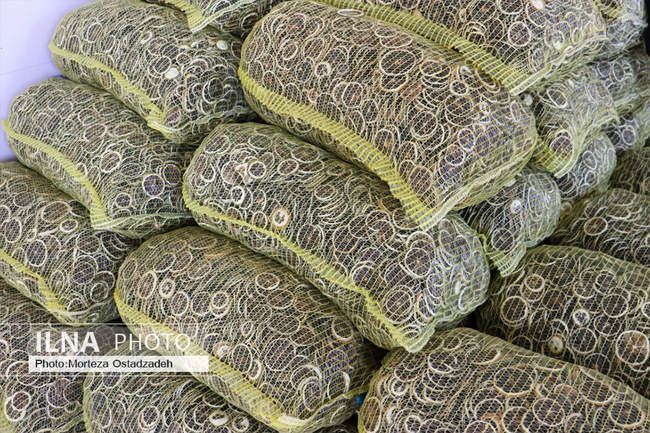 بازدید خبرنگاران هرمزگان از پروژه های شاخص کشاورزی شهرستان رودان 