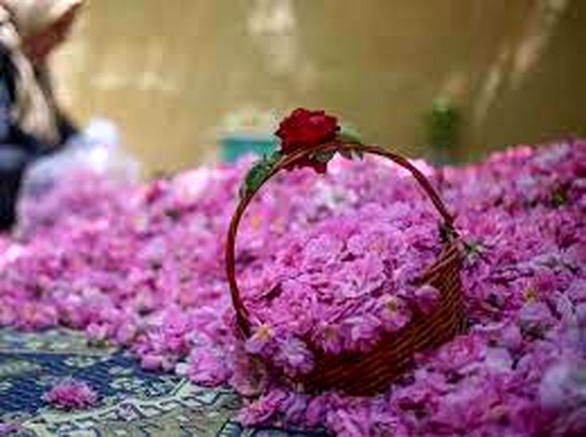 پیش بینی افزایش 12 درصدی تولید گل محمدی در شهرستان خمین