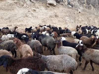 عرضه گوشت گوسفند و گوساله زنده پایین تر از نُرم کشور در استان سمنان
