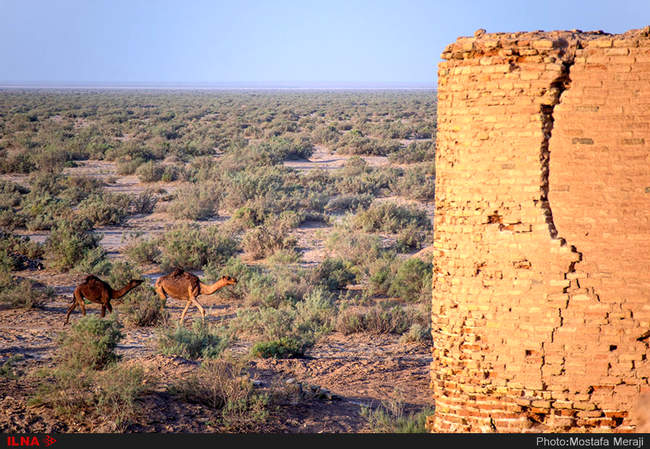 شترها در پارک ملی کویر، حوالی کاروانسرای دیرگچین 