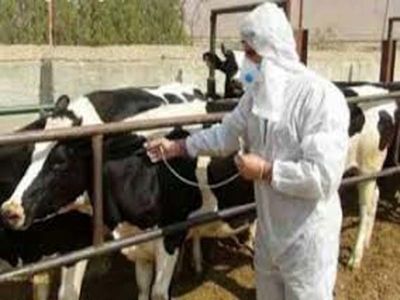  بیش از 3 میلیون دام واکسیناسیون شد
