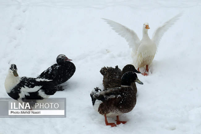 پارک ملت در یک روز برفی