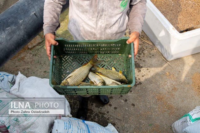 بزرگترین واحد پرورش گاو شیری شمال کشور