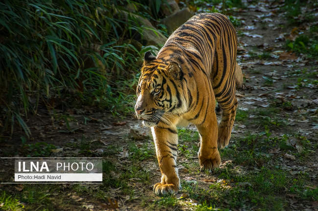 باغ وحش اسمیتسونین واشنگتن