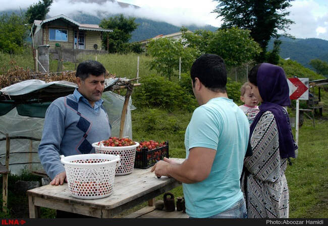 برداشت توت فرنگی در روستای سی دشت رودبار گیلان