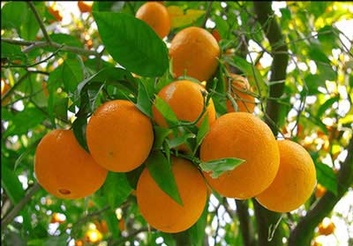 جنگ نابرابر با مگس مدیترانه‌ای/ باغداران در فکر ریشه‌کن کردن پرتقال‌ها و کاشتن برنج هستند