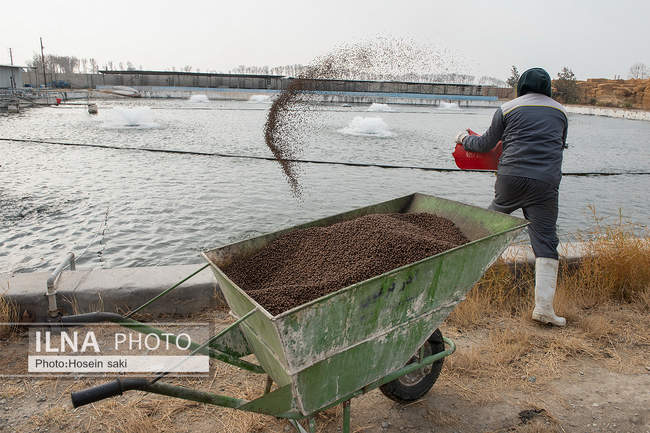 برداشت شب یلدایی‌ ماهی قزل آلا در تلیسه‌ نمونه