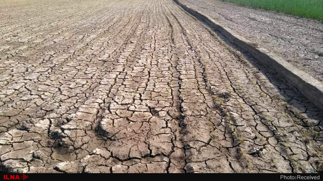 آتش بی‌آبی در شالیزاران رستم آباد -  گیلان