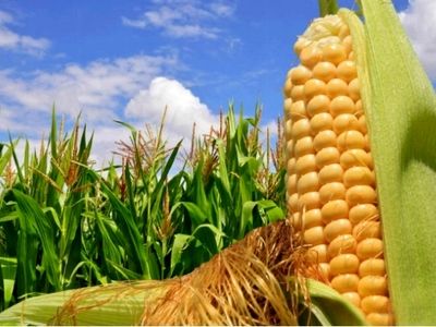 آغاز برداشت ذرت علوفه ای در مه‌ولات خراسان رضوی