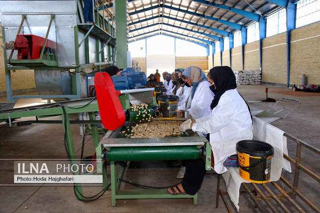 برداشت پسته از باغات نیشابور