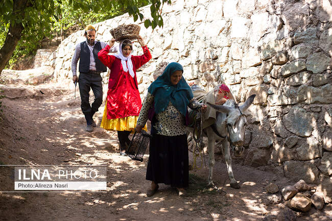 برداشت فندوق
