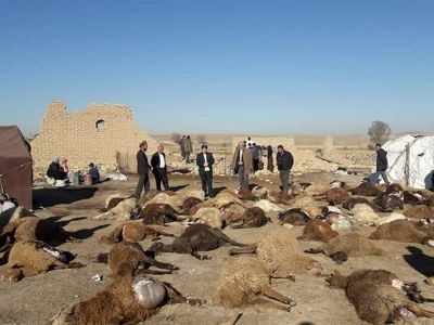 ۱۳۵۰ دام سبک و سنگین در زلزله آذربایجان‌شرقی تلف شد