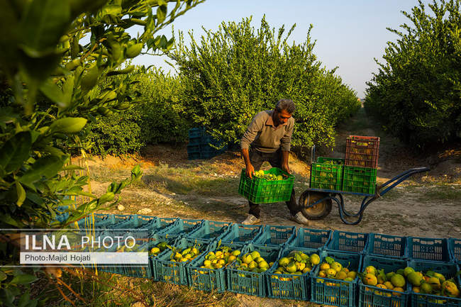 برداشت نارنگی از باغات هاشم‌آباد گرگان
