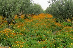 کشت و توسعه گیاهان دارویی در گلستان؛ فرصت طلایی برای کشاورزی پایدار