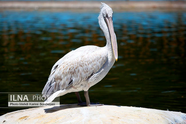 باغ پرندگان اصفهان