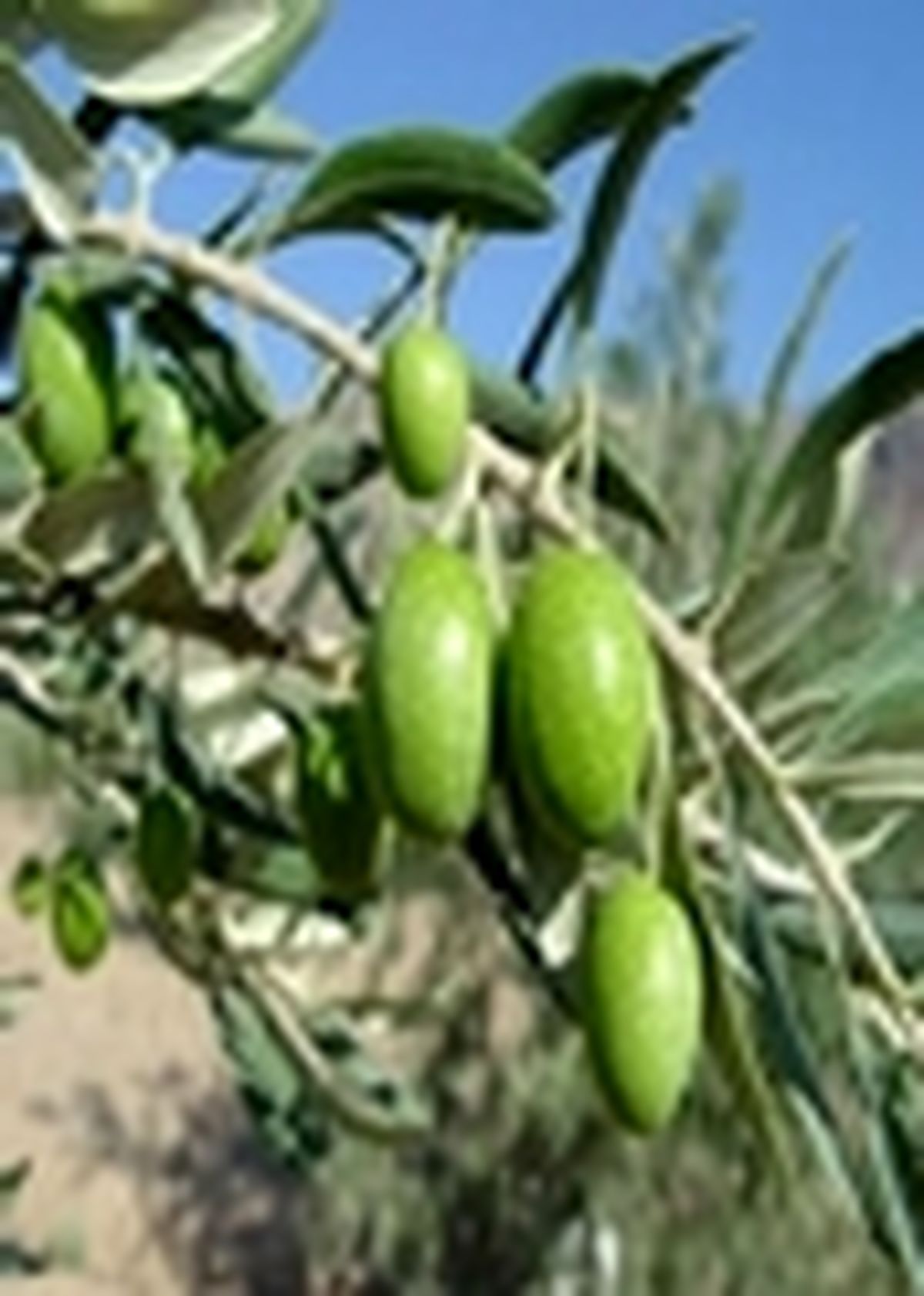 پیش بینی تولید بیش از ۴۰۵ تن زیتون از باغات زیتون شهرستان ساری