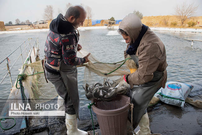 برداشت شب یلدایی‌ ماهی قزل آلا در تلیسه‌ نمونه