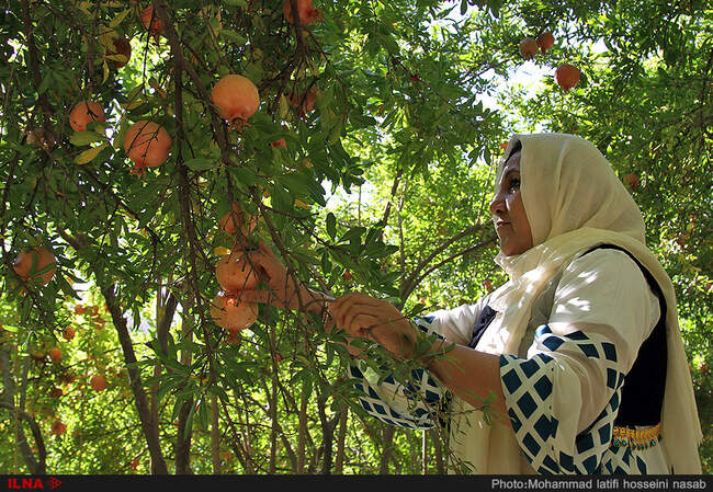 برداشت انار در هورامان استان کردستان