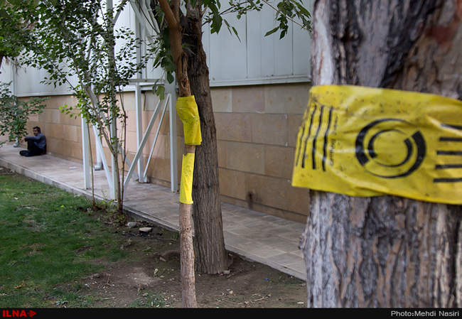 خیابانهای تهران در تصرف سفید بالک ها