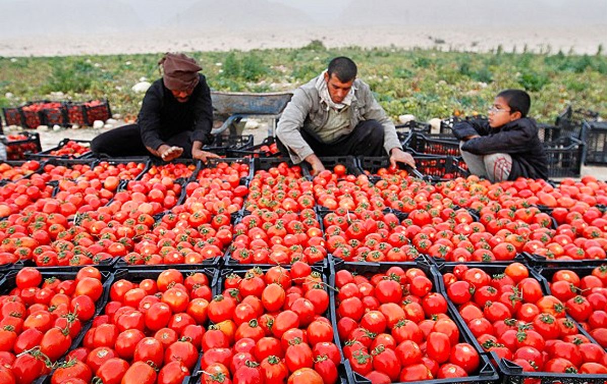 پیش‌بینی برداشت ۱۲۰ هزار تن گوجه‌فرنگی در مشهد