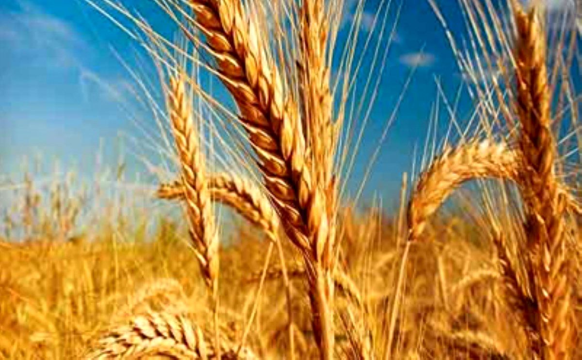 پیش‌بینی تولید ۱۴ میلیون تن گندم در سال زراعی جاری
