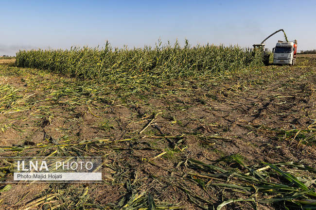 از مزرعه تا صنایع تبدیلی