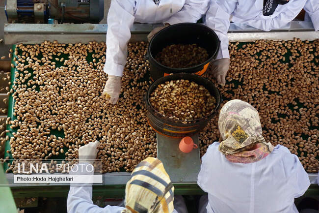 باغ پسته 