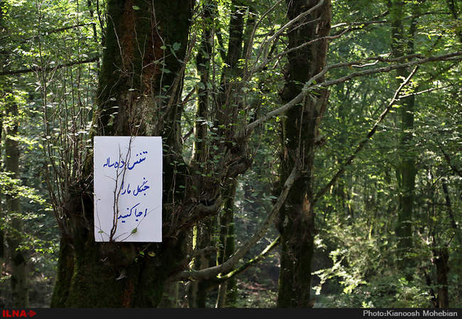 سفر معصومه ابتکار به استان مازندران به مناسبت روز حفاظت از جنگل ها