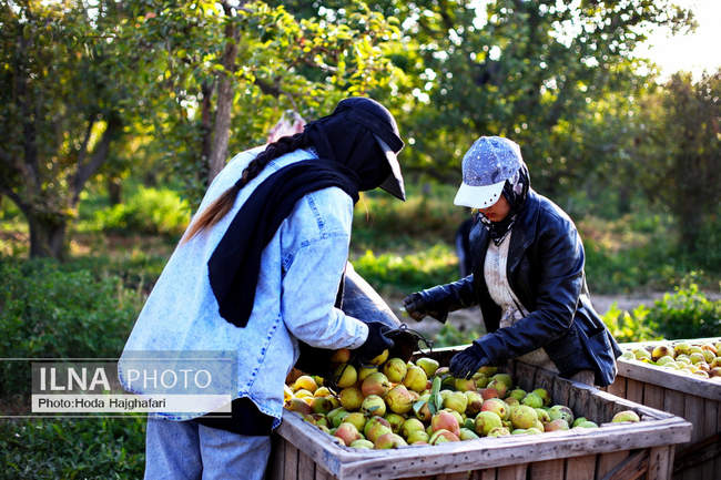 برداشت گلابی از باغات چناران