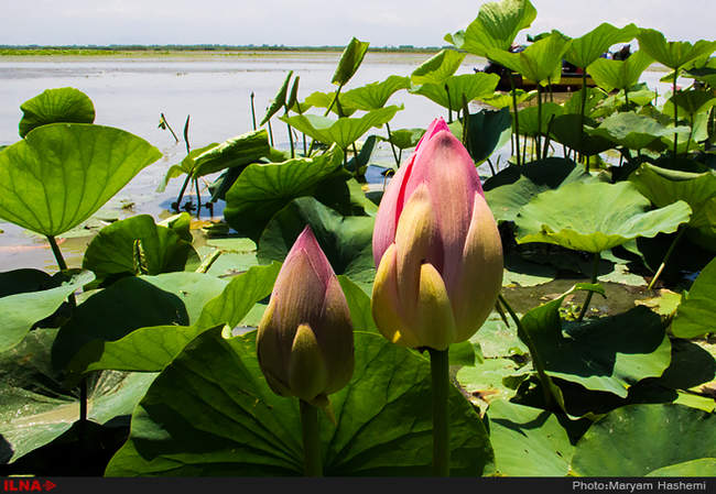 ایران زیبا / مرداب انزلی