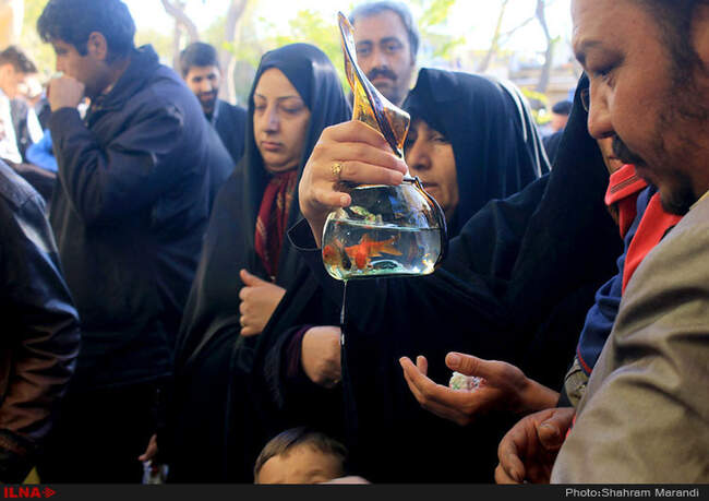 ماهی قرمز