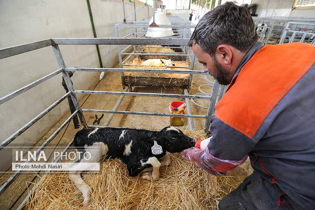 امنیت غذایی کشور از طریق دام و طیور