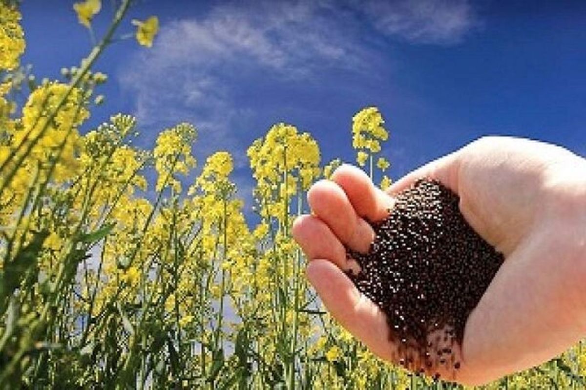 توسعه کشت دانه‌های روغنی در راستای تقویت امنیت غذایی
