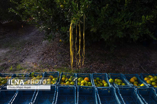 برداشت نارنگی از باغات هاشم‌آباد گرگان