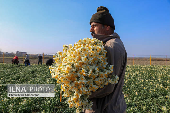 برداشت گل نرگس در شهرستان جویبار