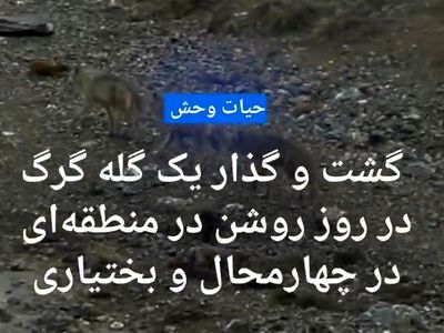گشت و گذار یک گله گرگ در روز روشن در چهار محال و بختیاری + فیلم