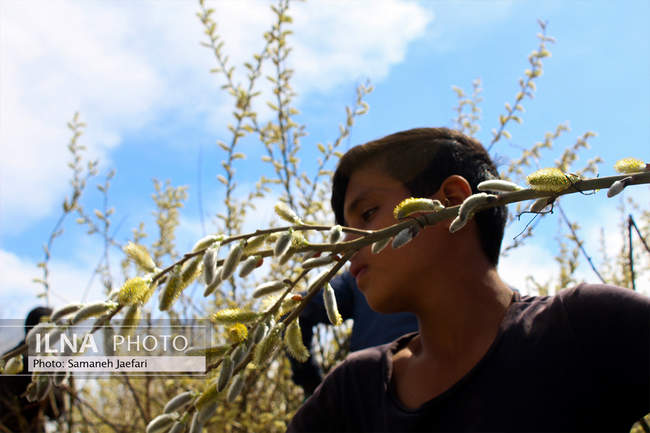 فصل برداشت بیدمشک 