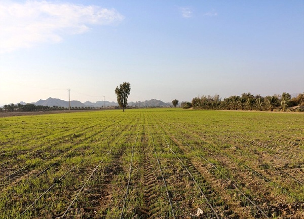 رئیس کل دادگستری سمنان برای صدور اسناد تثبیت و حدنگاری اراضی کشاورزی استان ۷ ماه مهلت تعیین کرد