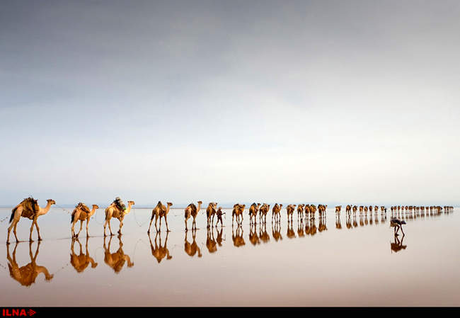  برندگان جایزه عکاسی 