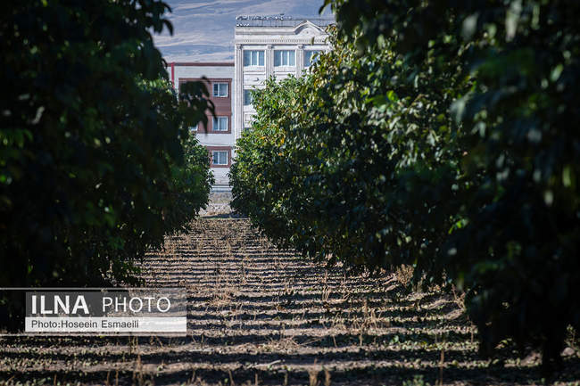 برداشت گردو اصلاح شده با دستگاه مکانیزه 
