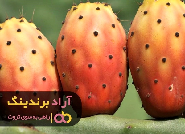 
اینگونه ثروتمند شدم و به آرامش رسیدم