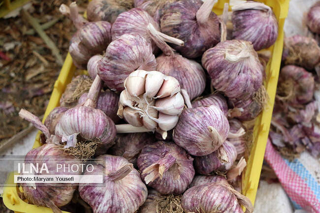 برگزاری ششمین همایش سیر در شهر تیمورلو شهرستان آذرشهر
